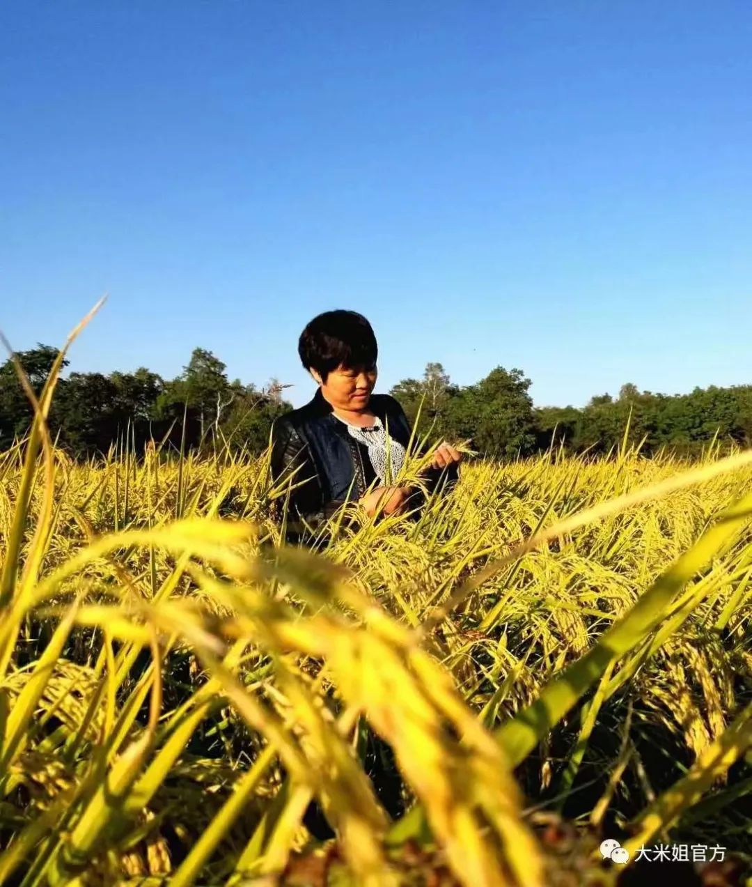 吉林省姜家店富硒大米（吉林富硒大米销售）-硒宝网