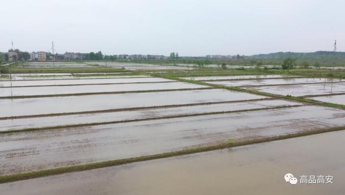 鄱阳湖富硒大米怎么样（鄱阳湖大米区域品牌）-硒宝网