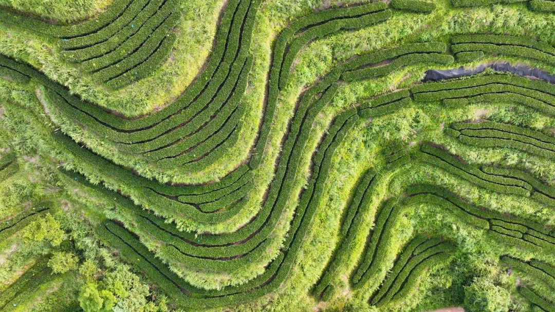 一只鼎富硒大米好吃吗(富硒大米什么味道)-硒宝网