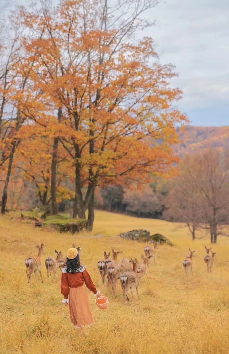 大兴安岭有机富硒大米（吉林富硒大米价格）-硒宝网