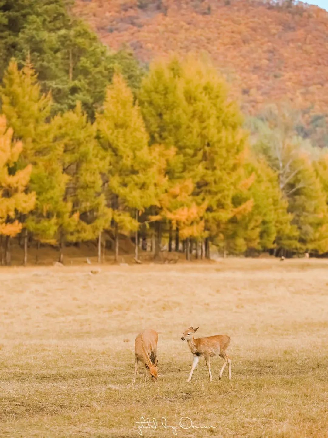 大兴安岭有机富硒大米（吉林富硒大米价格）-硒宝网