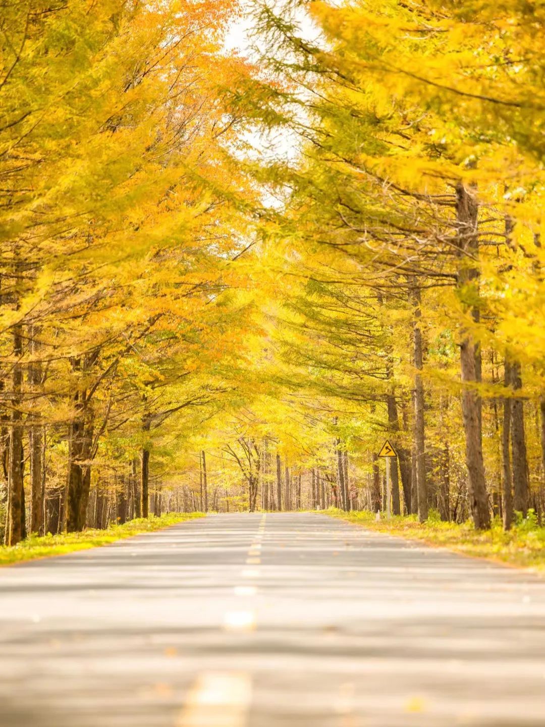 大兴安岭有机富硒大米（吉林富硒大米价格）-硒宝网