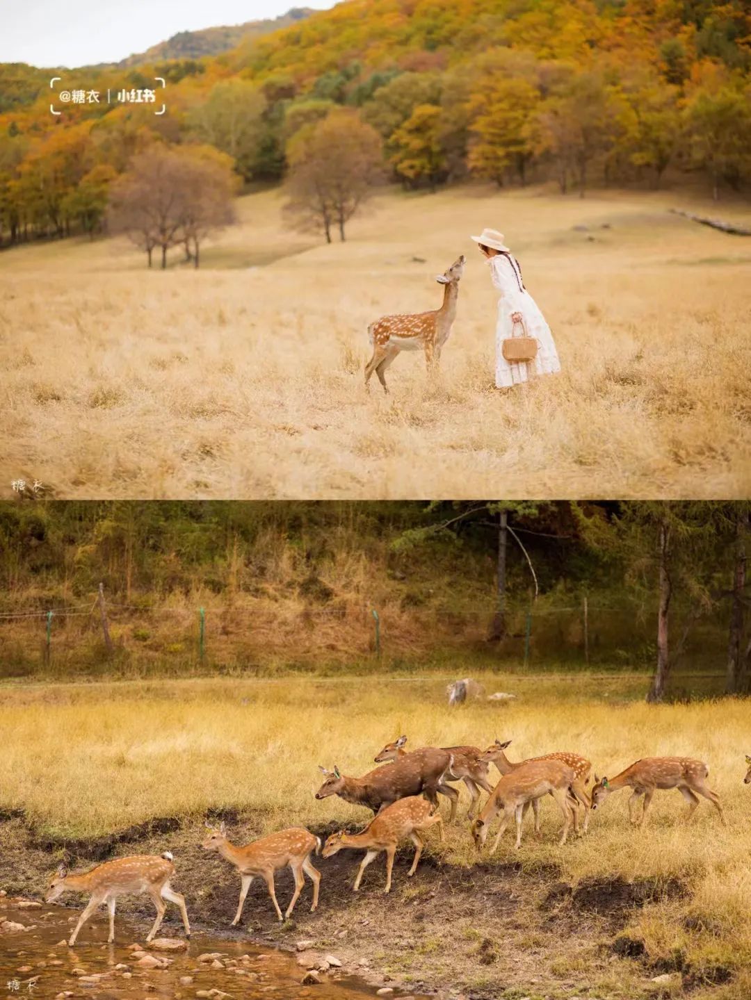 大兴安岭有机富硒大米（吉林富硒大米价格）-硒宝网