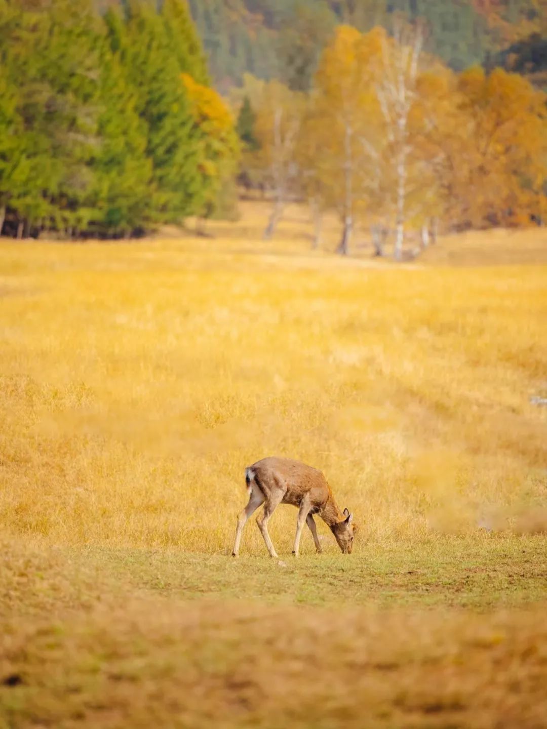 大兴安岭有机富硒大米（吉林富硒大米价格）-硒宝网