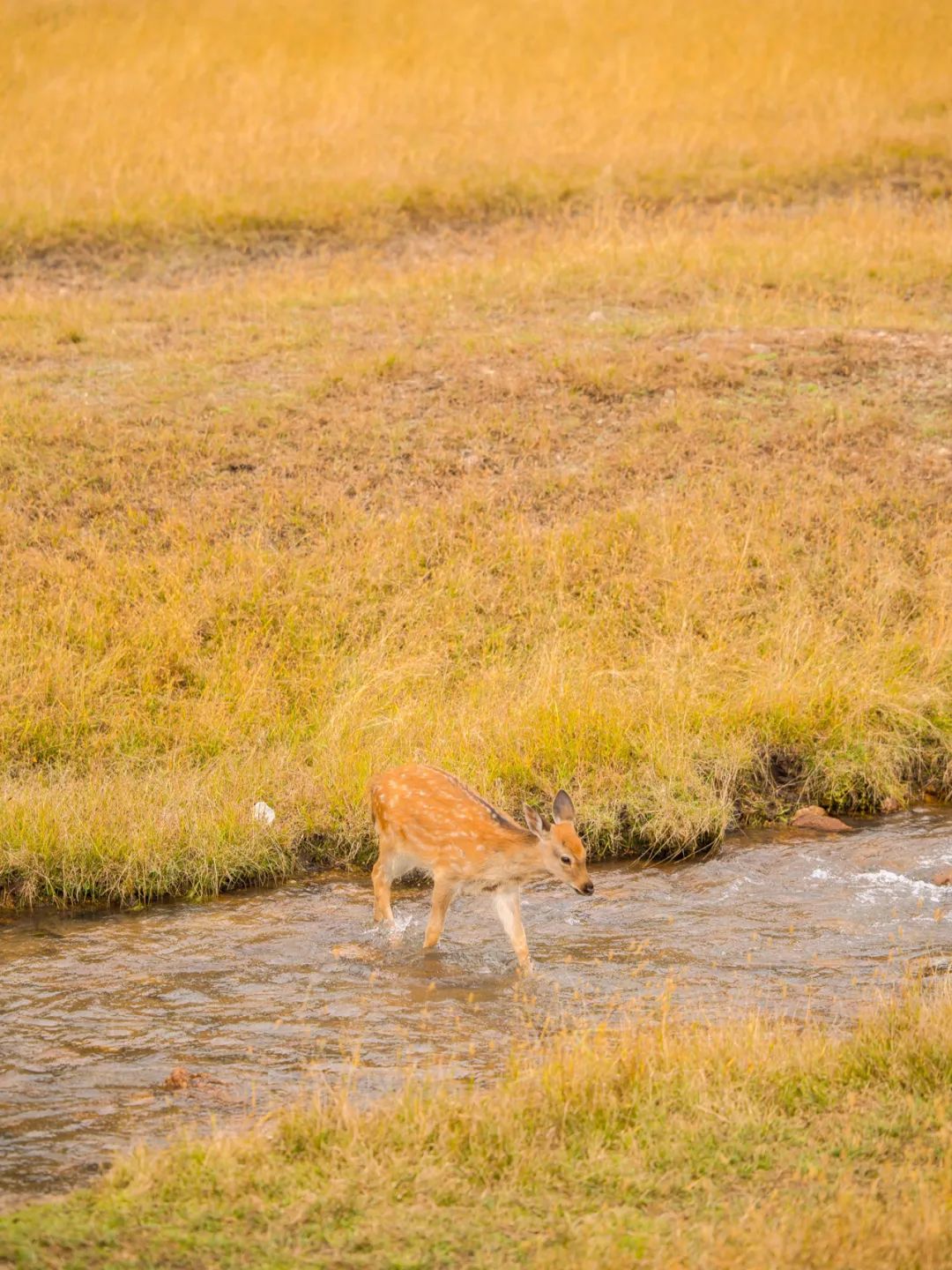 大兴安岭有机富硒大米（吉林富硒大米价格）-硒宝网