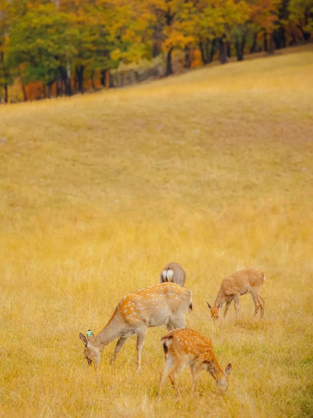 大兴安岭有机富硒大米（吉林富硒大米价格）-硒宝网