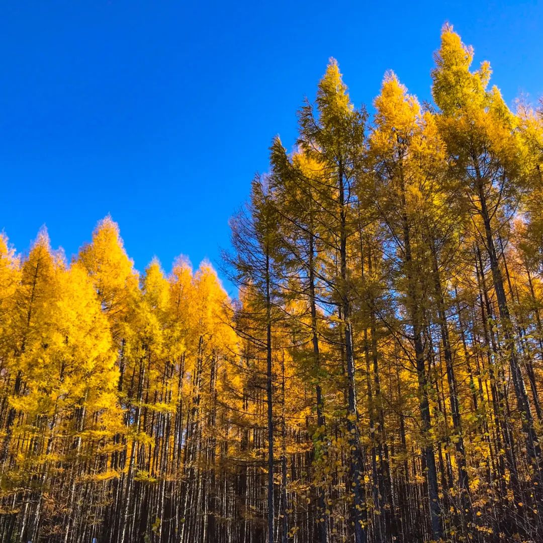 大兴安岭有机富硒大米（吉林富硒大米价格）-硒宝网