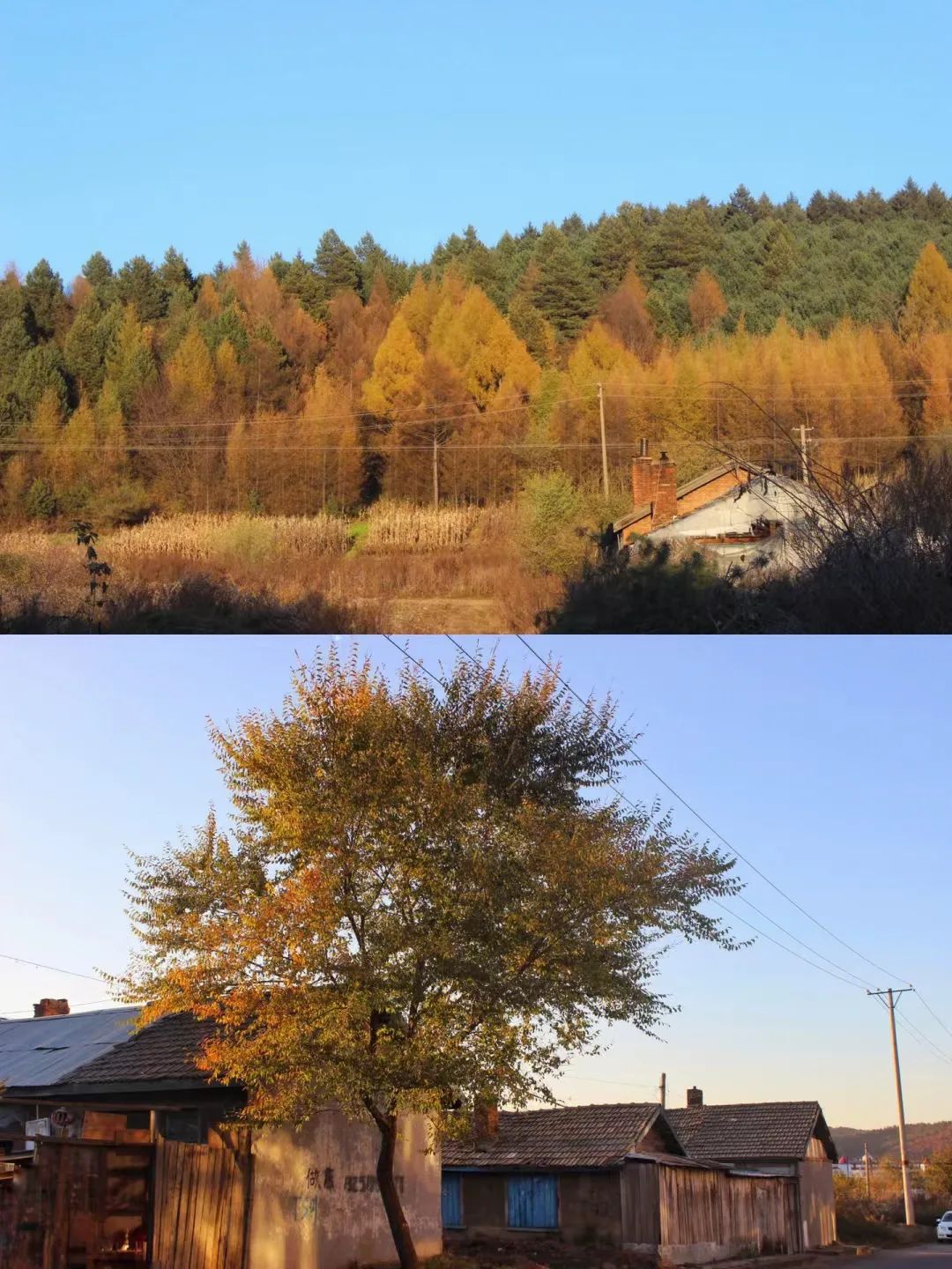 大兴安岭有机富硒大米（吉林富硒大米价格）-硒宝网