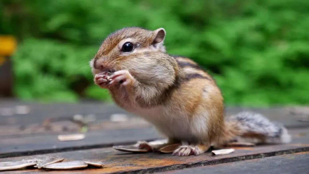 大兴安岭有机富硒大米（吉林富硒大米价格）-硒宝网