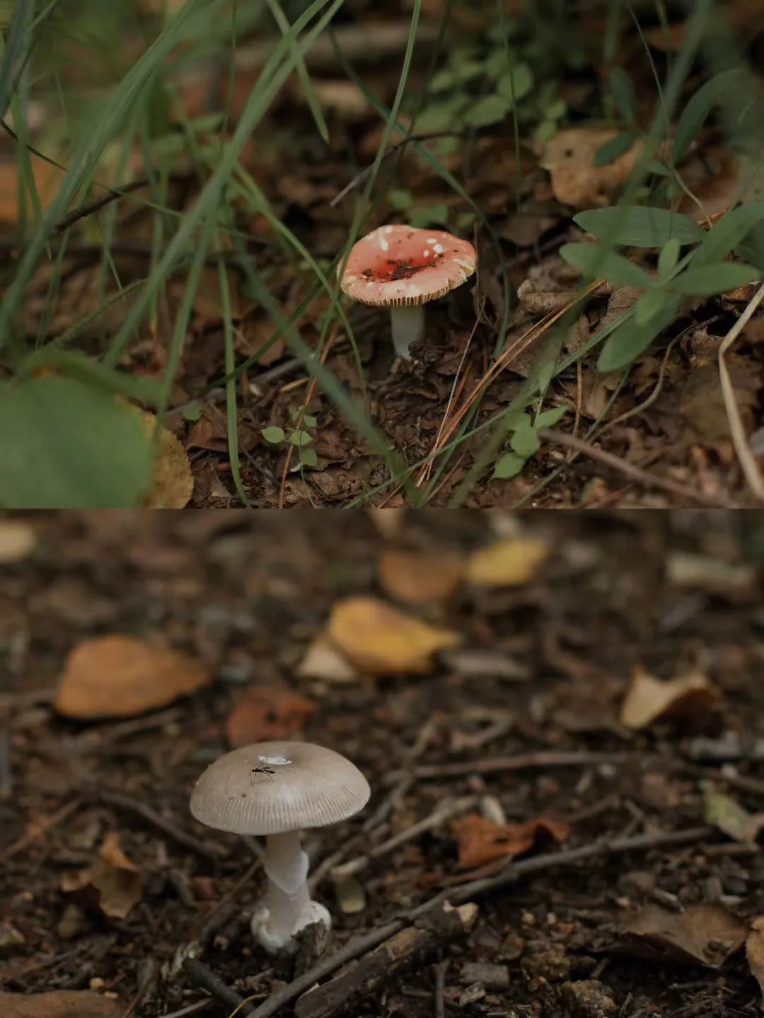 大兴安岭有机富硒大米（吉林富硒大米价格）-硒宝网