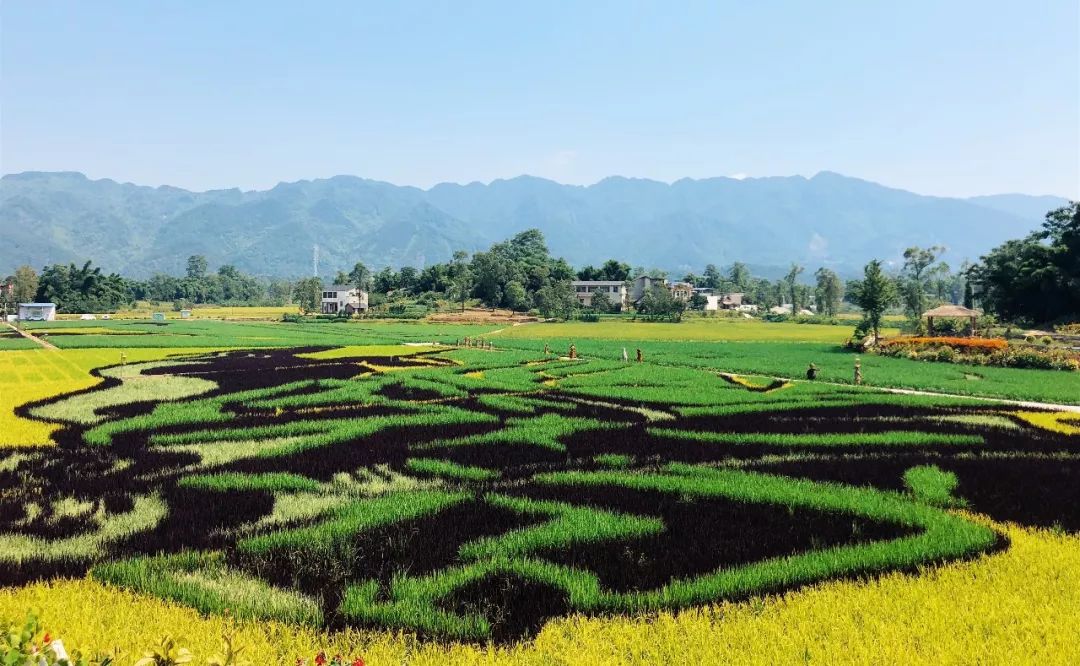 五彩富硒大米价格多少(富硒优质大米)-硒宝网