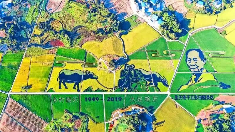 五彩富硒大米价格多少(富硒优质大米)-硒宝网