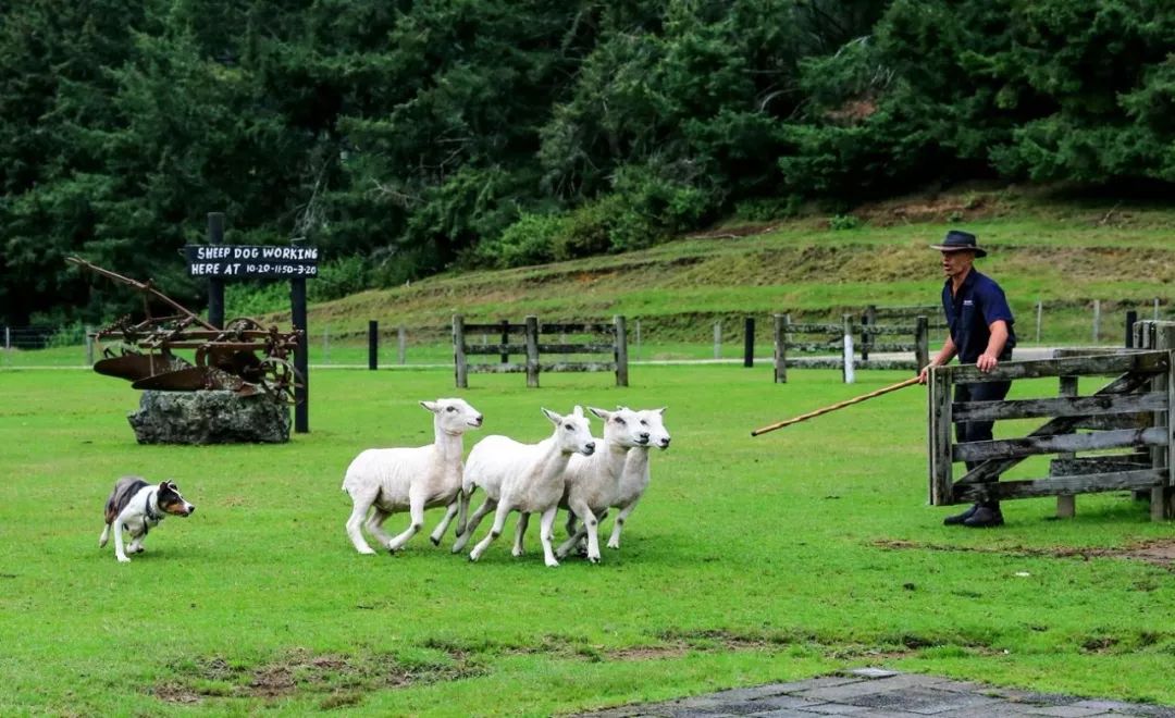 五彩富硒大米价格多少(富硒优质大米)-硒宝网