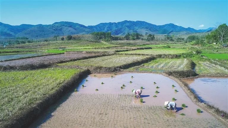黑龙江富硒大米主产区（黑龙江有富硒米吗）-硒宝网