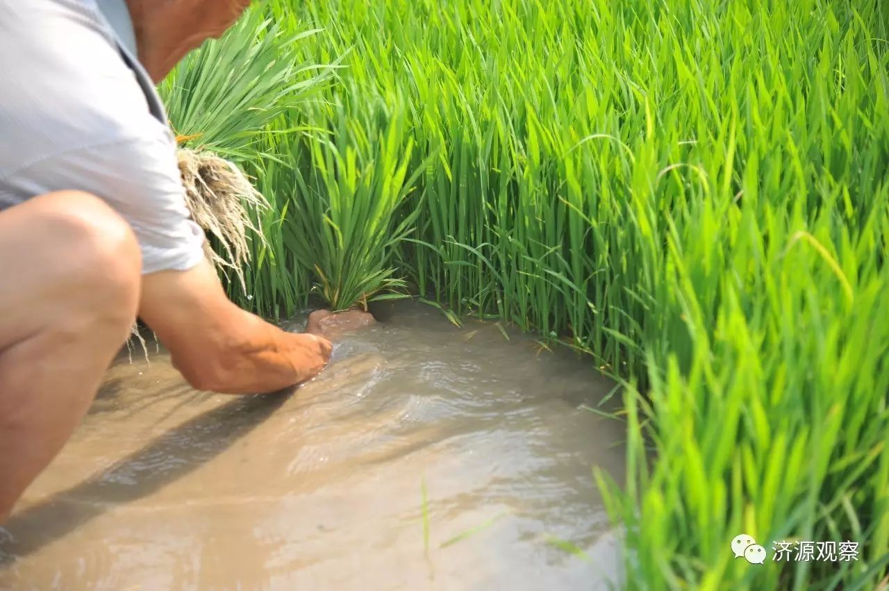 富硒大米能治糖尿病么（大米治疗糖尿?。?硒宝网