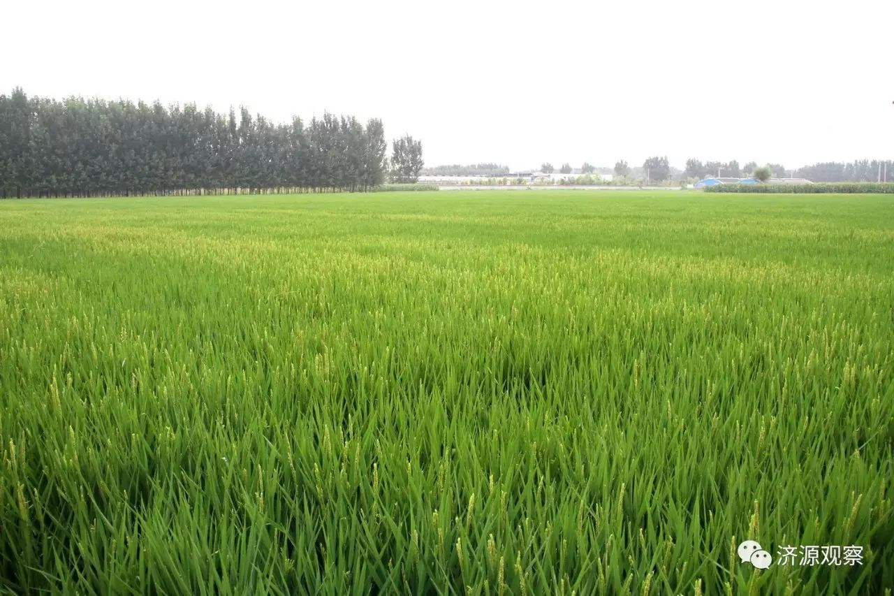 富硒大米能治糖尿病么（大米治疗糖尿病）-硒宝网