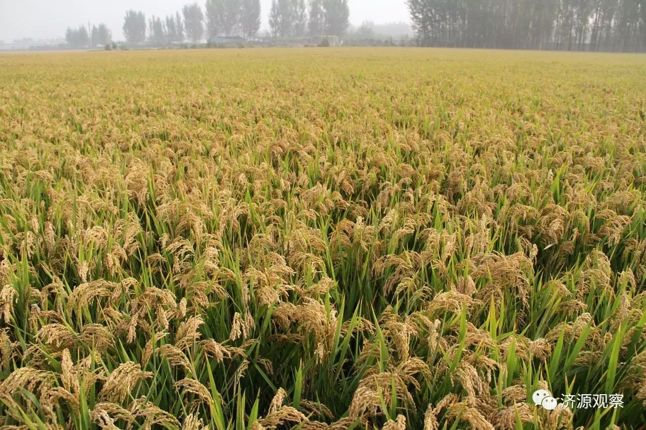 富硒大米能治糖尿病么（大米治疗糖尿病）-硒宝网