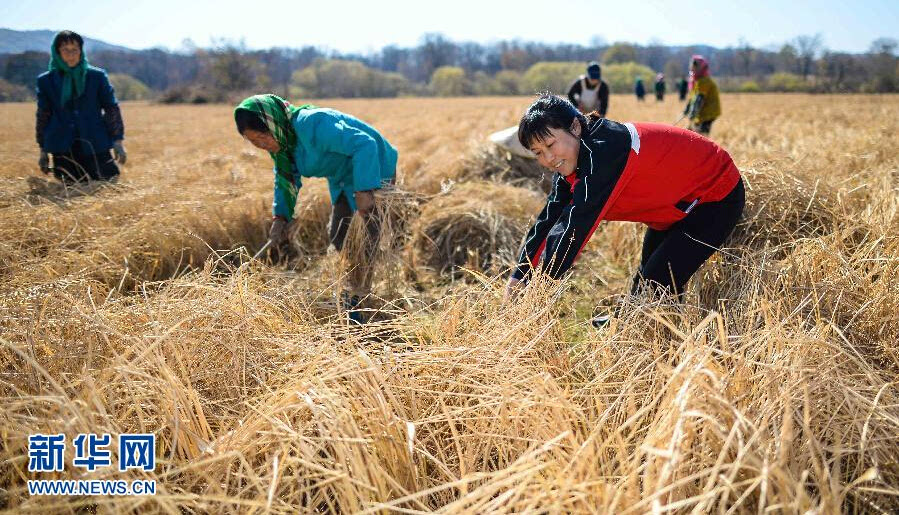吉林火山岩富硒大米姐（吉林柳河火山岩大米）-硒宝网