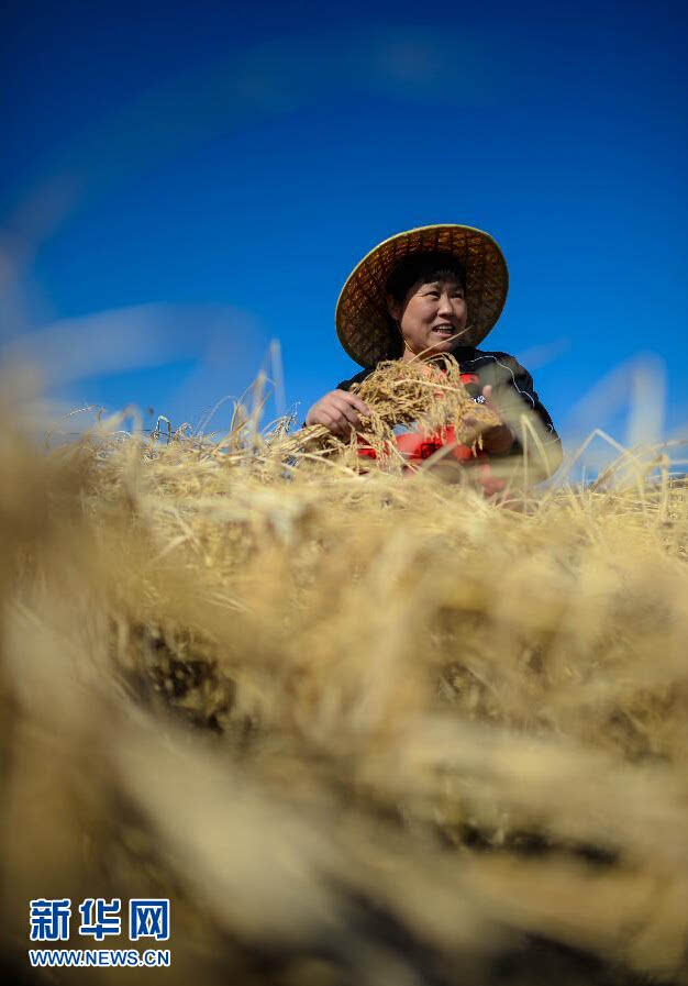 吉林火山岩富硒大米姐（吉林柳河火山岩大米）-硒宝网