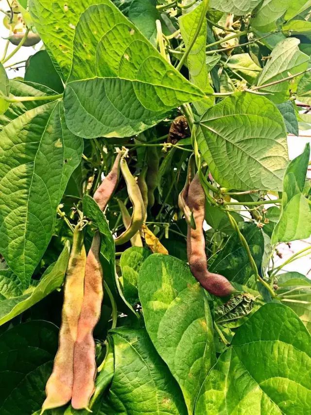 黑龙江海伦富硒大米节(黑龙江海伦大米价格表)-硒宝网