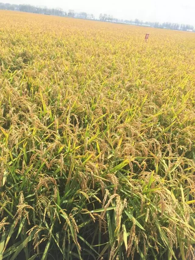 黑龙江海伦富硒大米节(黑龙江海伦大米价格表)-硒宝网