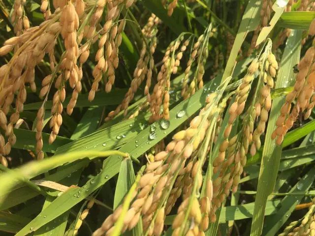 黑龙江海伦富硒大米节(黑龙江海伦大米价格表)-硒宝网