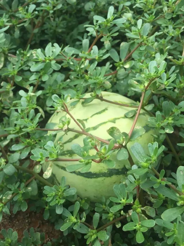 黑龙江海伦富硒大米节(黑龙江海伦大米价格表)-硒宝网