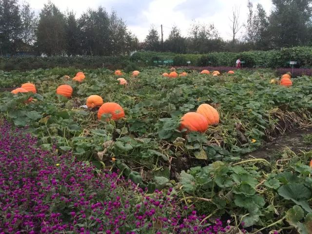 黑龙江海伦富硒大米节(黑龙江海伦大米价格表)-硒宝网