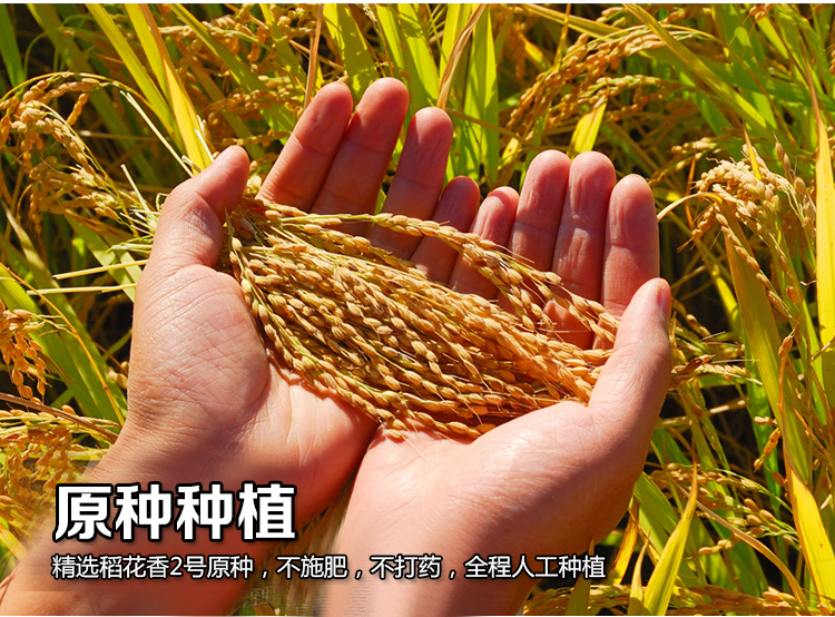 花宜树富硒大米怎么样(富硒大米怎样种植的)-硒宝网