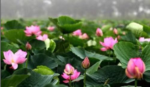 黑龙江省方正富硒大米（方正县富硒米）-硒宝网