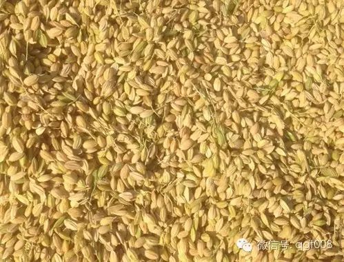 富硒大米适合做什么吃(富硒大米能煮粥吗)-硒宝网