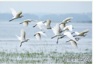 富硒大米适合做什么吃(富硒大米能煮粥吗)-硒宝网