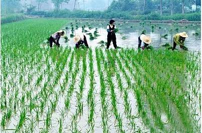 富硒大米适合做什么吃(富硒大米能煮粥吗)-硒宝网