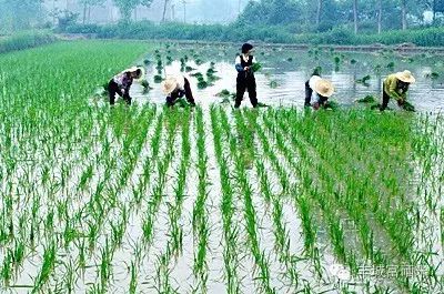 富硒大米适合做什么吃(富硒大米能补硒吗)-硒宝网