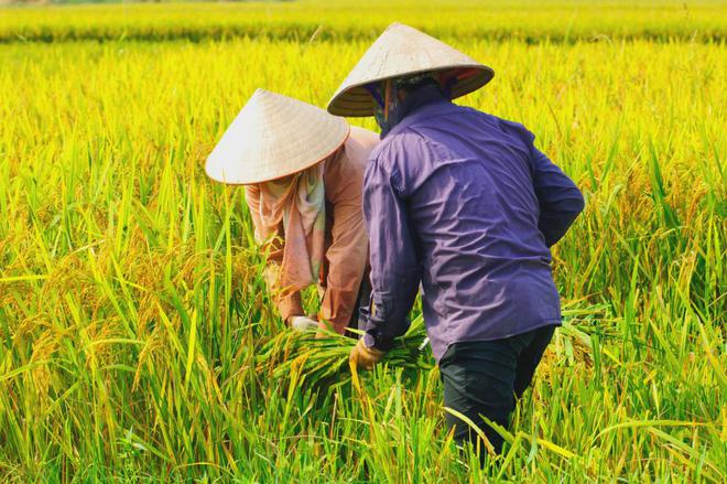 富硒大米一年销售多少(富硒大米市场前景)-硒宝网
