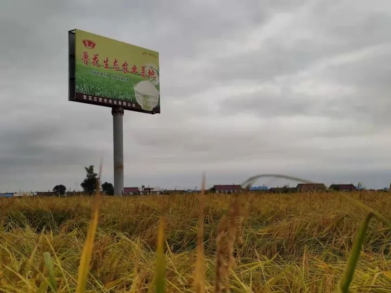 千亩有机富硒五常大米（五常大米硒含量）-硒宝网