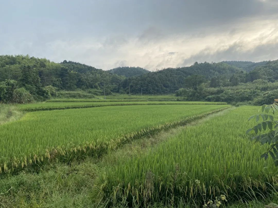 种一次收两次富硒大米(富硒大米种植技术)-硒宝网