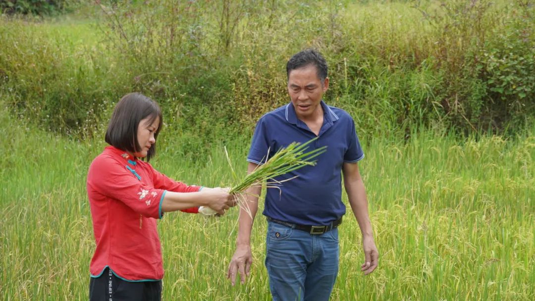 种一次收两次富硒大米(富硒大米种植技术)-硒宝网