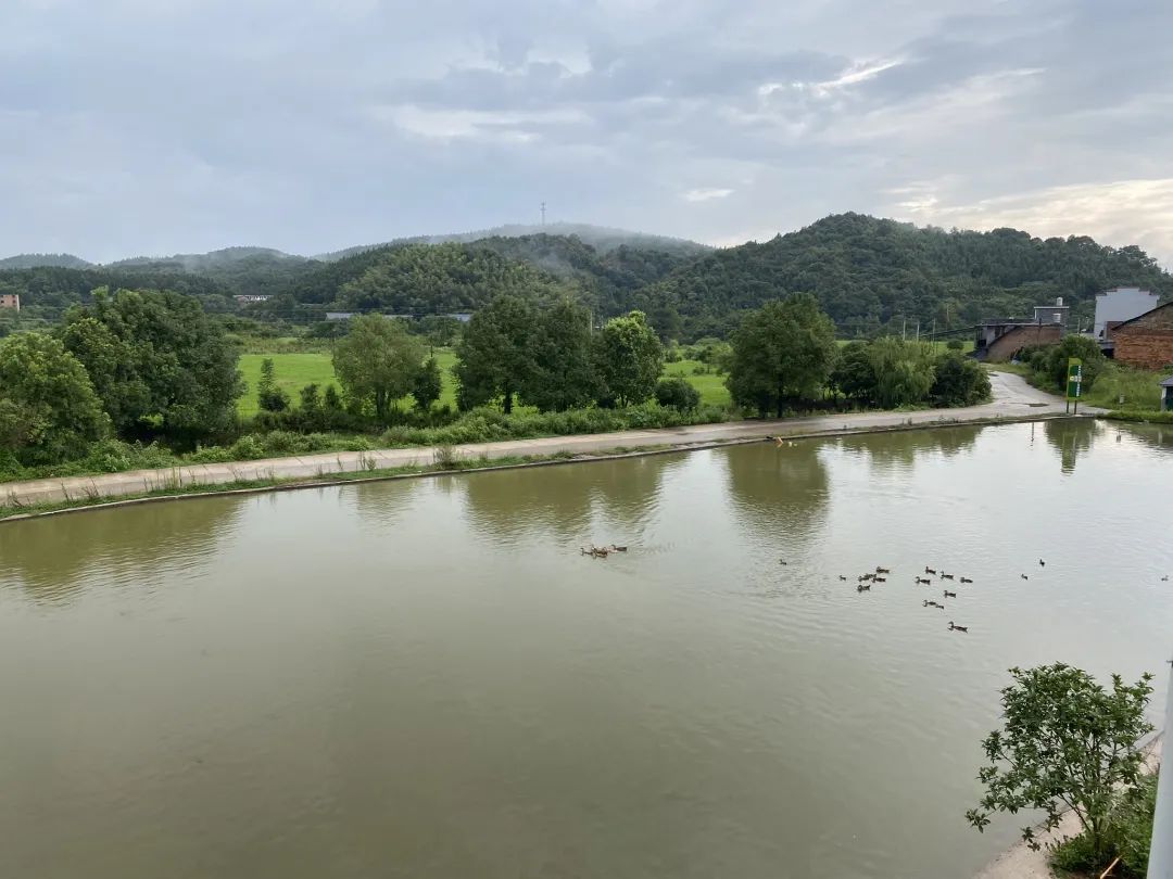 种一次收两次富硒大米(富硒大米种植技术)-硒宝网