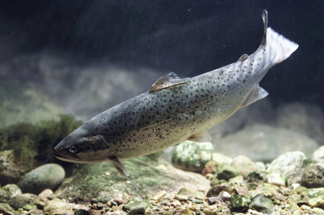 富硒大米含量百分之几（富硒大米中含有的主要营养素是）-硒宝网