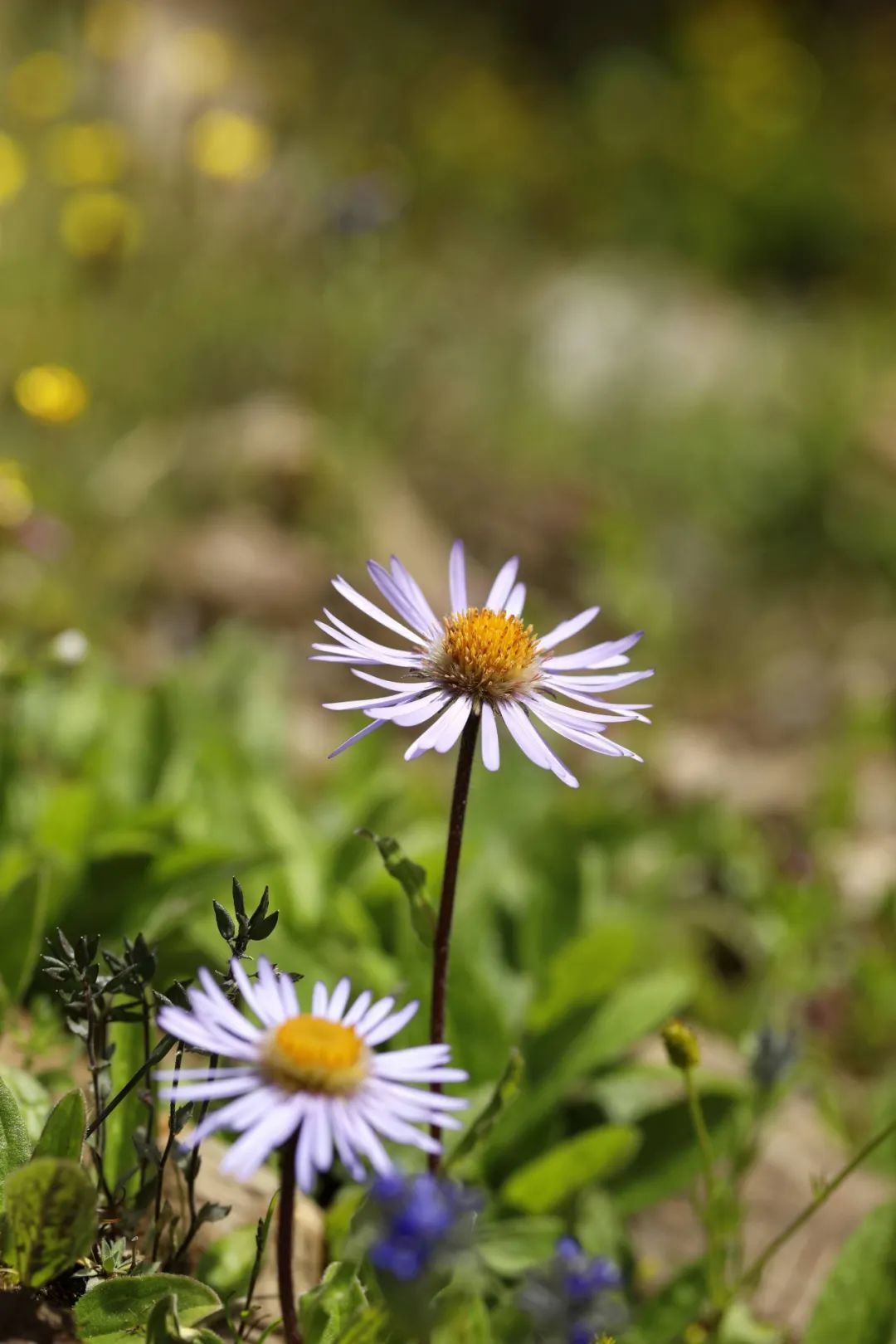 富硒大米含量百分之几（富硒大米中含有的主要营养素是）-硒宝网