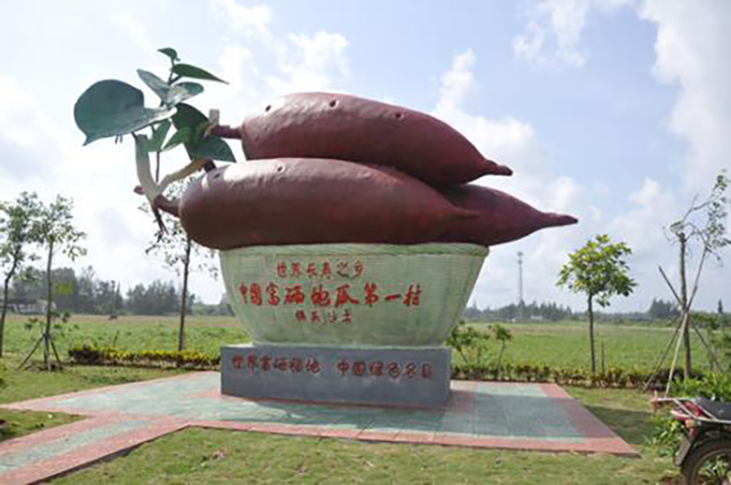 海南桥头富硒有机地瓜(海南桥头富硒地瓜营养)-硒宝网