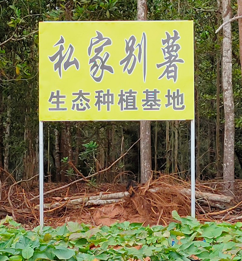 海南桥头富硒有机地瓜(海南桥头富硒地瓜营养)-硒宝网