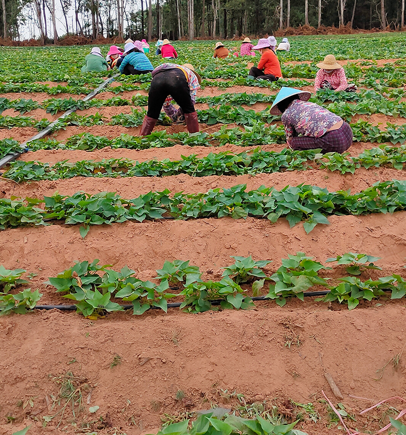 海南桥头富硒有机地瓜(海南桥头富硒地瓜营养)-硒宝网