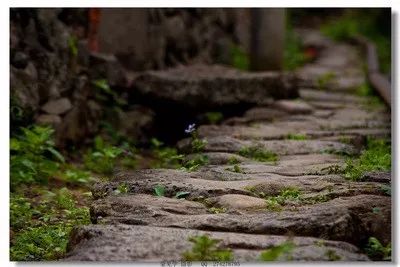 澄迈桥头富硒地瓜地址(澄迈桥头地瓜多少钱一斤)-硒宝网