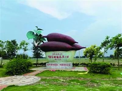 澄迈桥头富硒地瓜地址(澄迈桥头地瓜多少钱一斤)-硒宝网