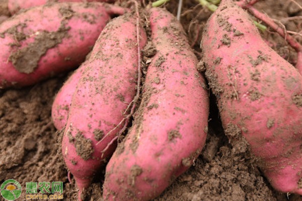 海南桥头富硒有机地瓜（?？谇磐犯晃毓希?硒宝网