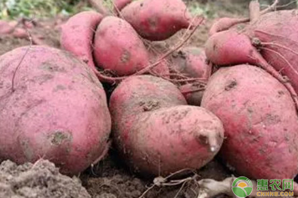 海南桥头富硒有机地瓜（?？谇磐犯晃毓希?硒宝网