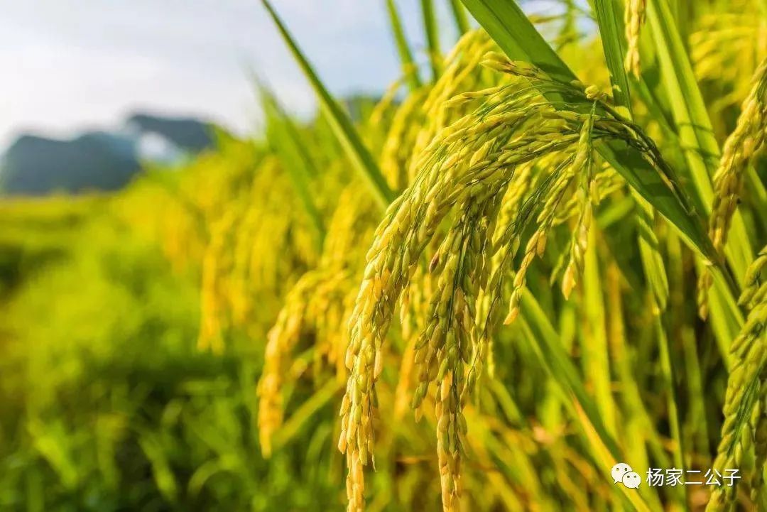 富硒大米含量百分之几(大米含量富硒多少)-硒宝网