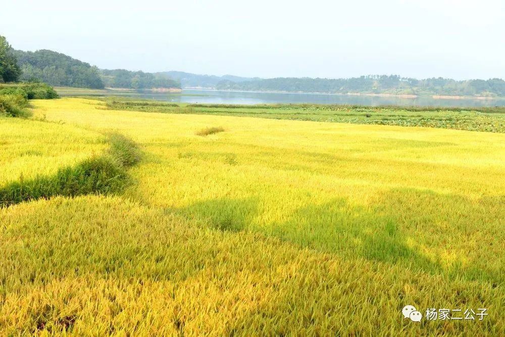 富硒大米含量百分之几(大米含量富硒多少)-硒宝网